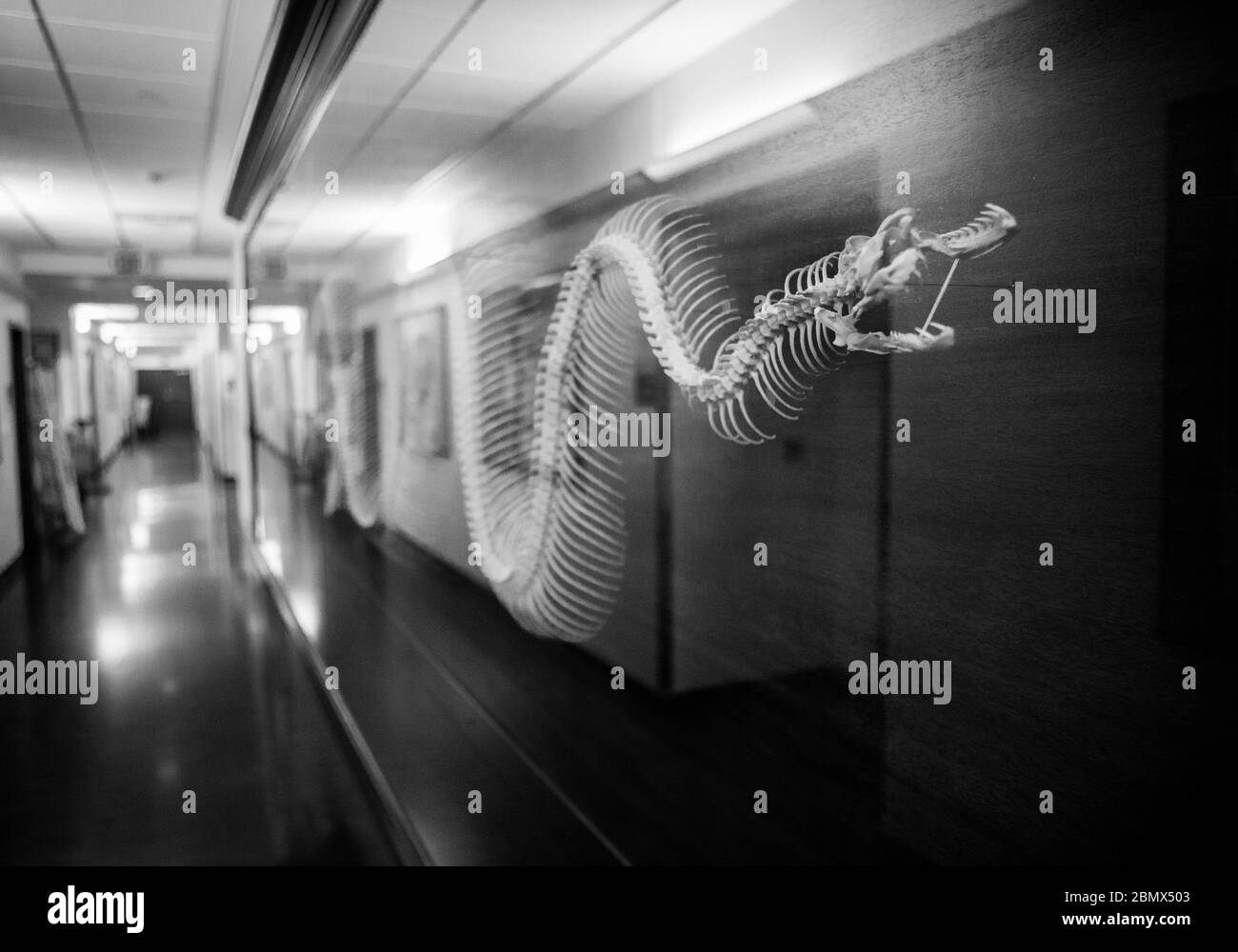 An articulated skeleton of a large snake is displayed in the hallway of the Cornell University Museum of Vertebrates (CUMV), Ithaca, NY, USA. Stock Photo