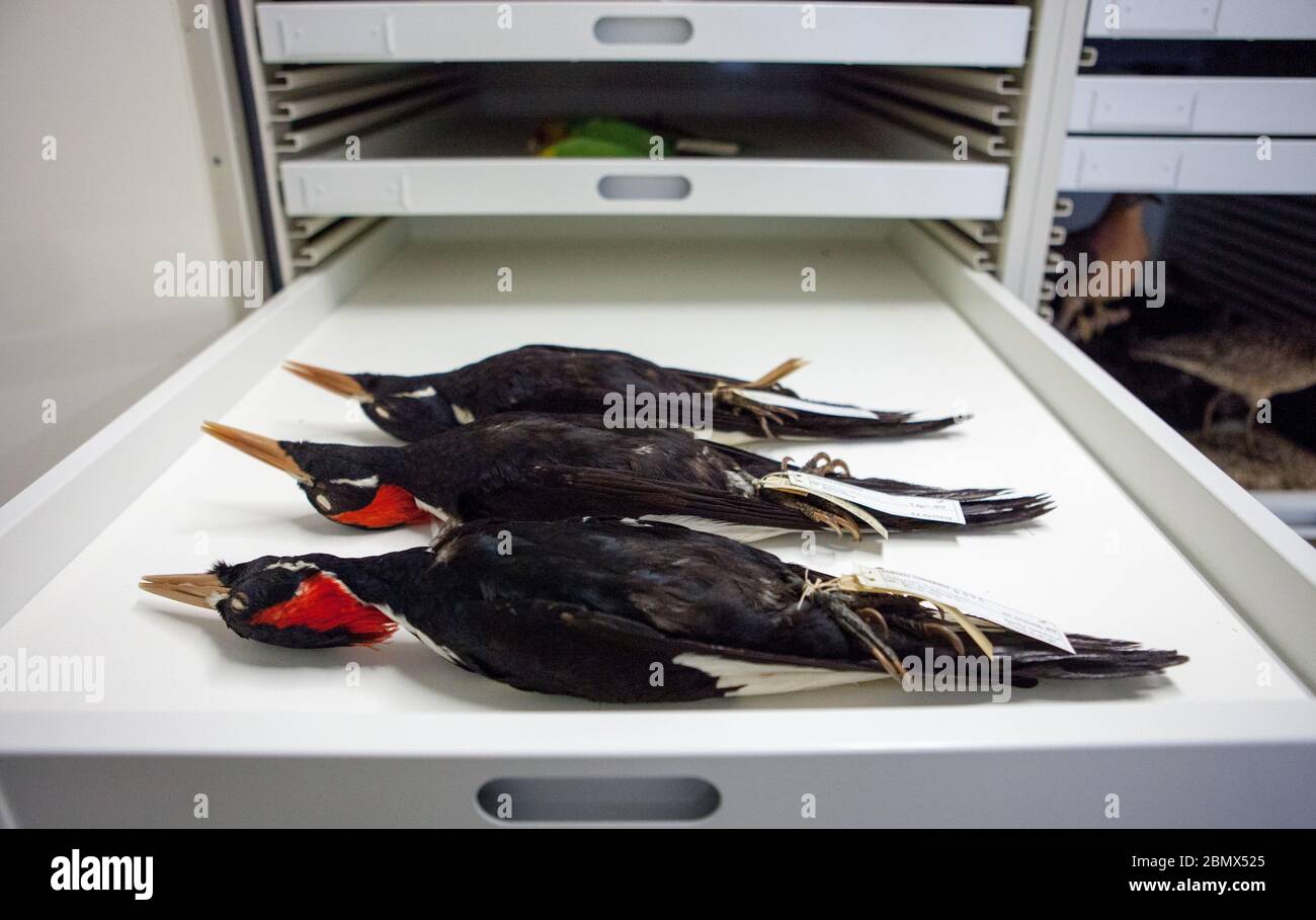 Preserved orioles — both Baltimore and Bullock's — lie in a drawer in the collections of the Cornell Museum of Vertebrates Stock Photo