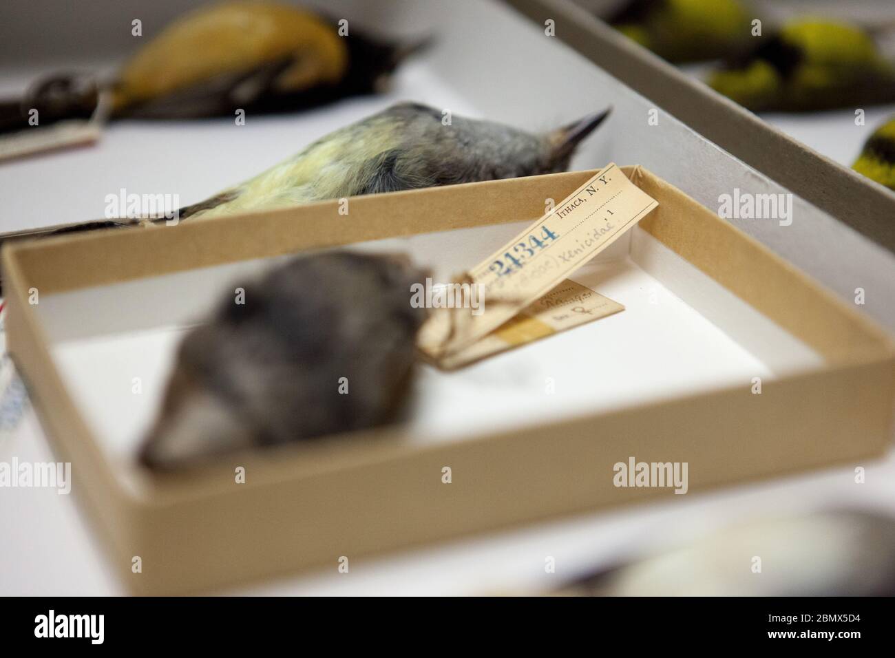 Preserved specimens of wrens in the family Xenicidae, labeled with old museum labels, lay in a drawer in the Cornell Lab of Ornithology collections Stock Photo