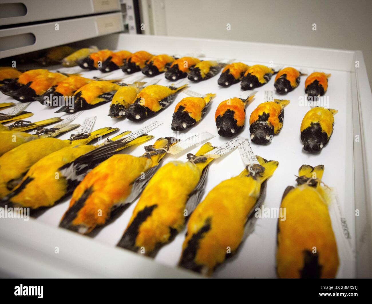 Preserved orioles — both Baltimore and Bullock's, once both called Northern — lie in a drawer in the collections of the Cornell Museum of Vertebrates Stock Photo