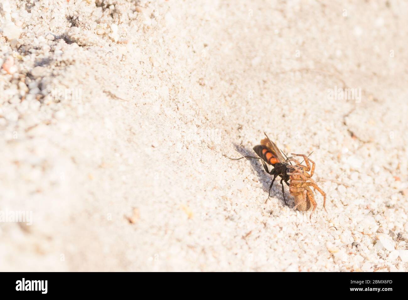 Spider hunting wasp (Anoplius viaticus?) with paralysed prey on heathland. Dorset, UK. Stock Photo