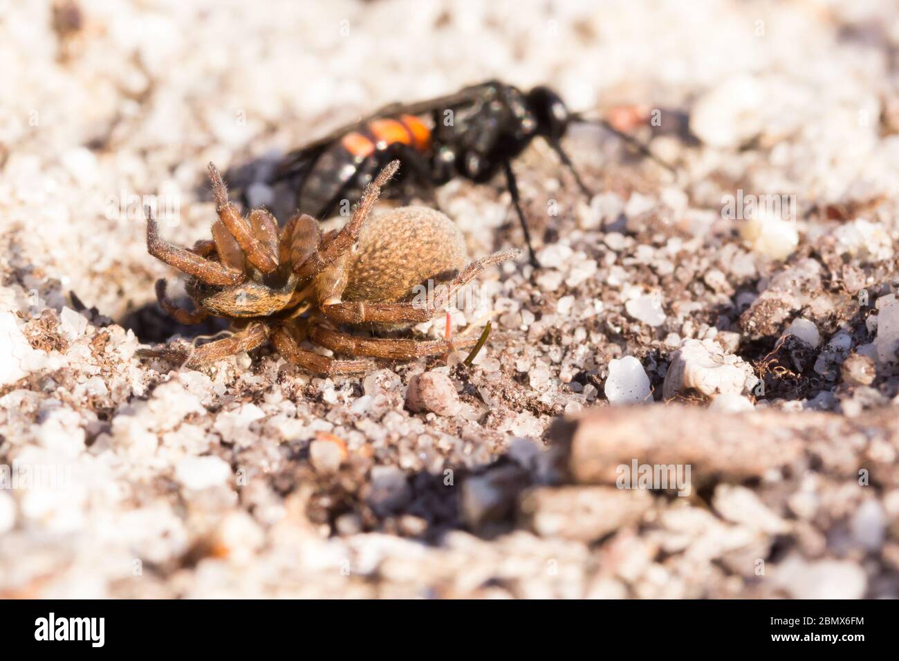Spider hunting wasp (Anoplius viaticus?) with paralysed prey on heathland. Dorset, UK. Stock Photo