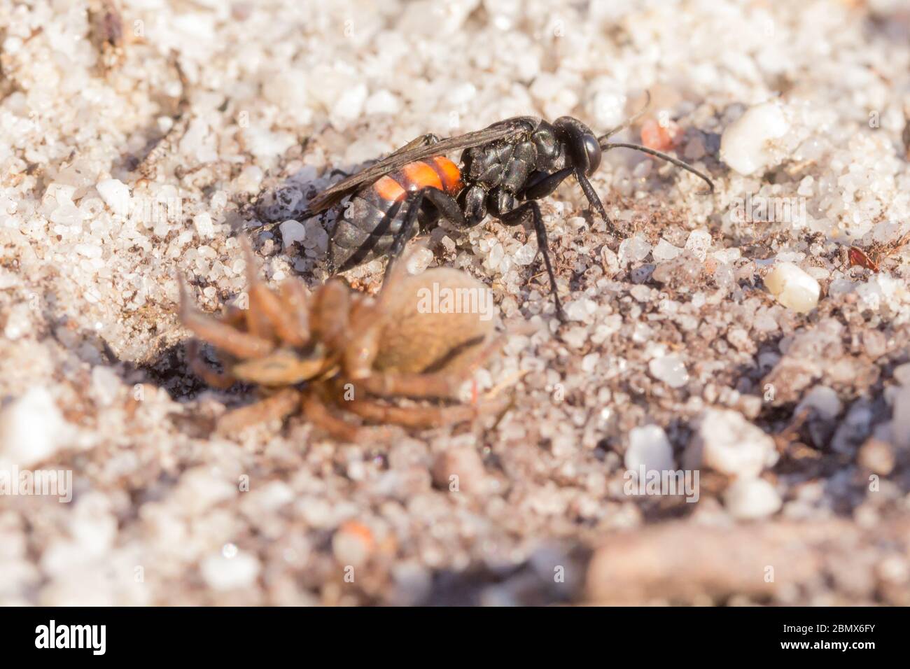 Spider hunting wasp (Anoplius viaticus?) with paralysed prey on heathland. Dorset, UK. Stock Photo