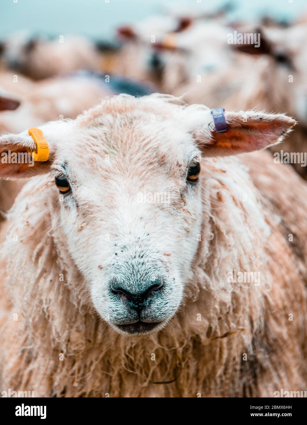 Shaggy sheep portrait - can't see. Stock Photo