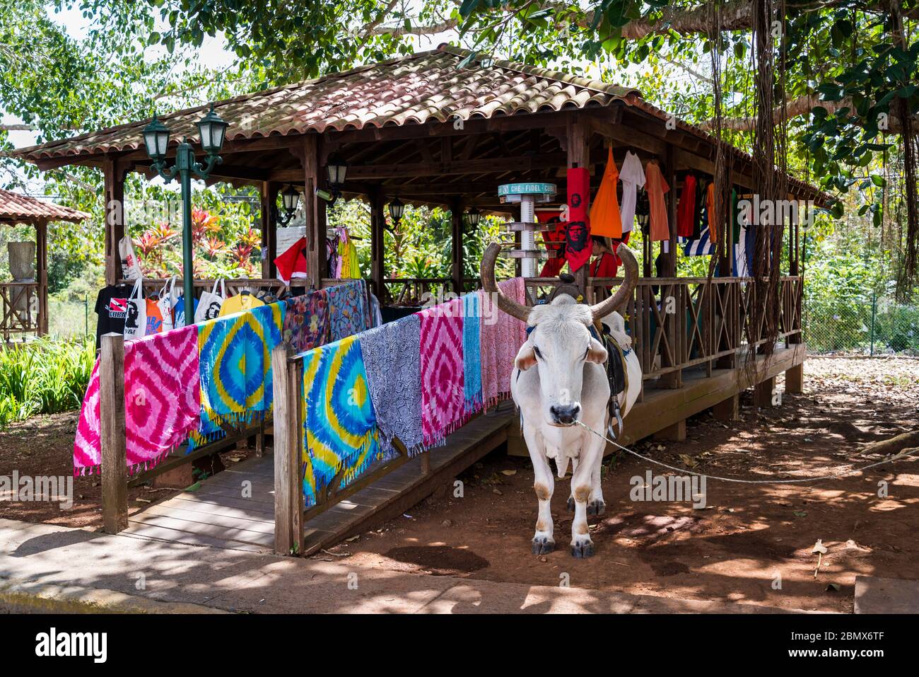 Oxen and shop with local crafts, Vinales Valley, Cuba Stock Photo