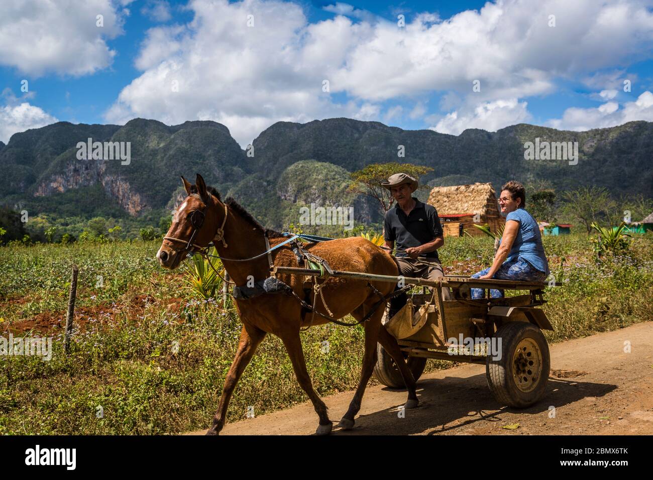 Horse driven cart on the red earth dirt road in the Vinales Valley
