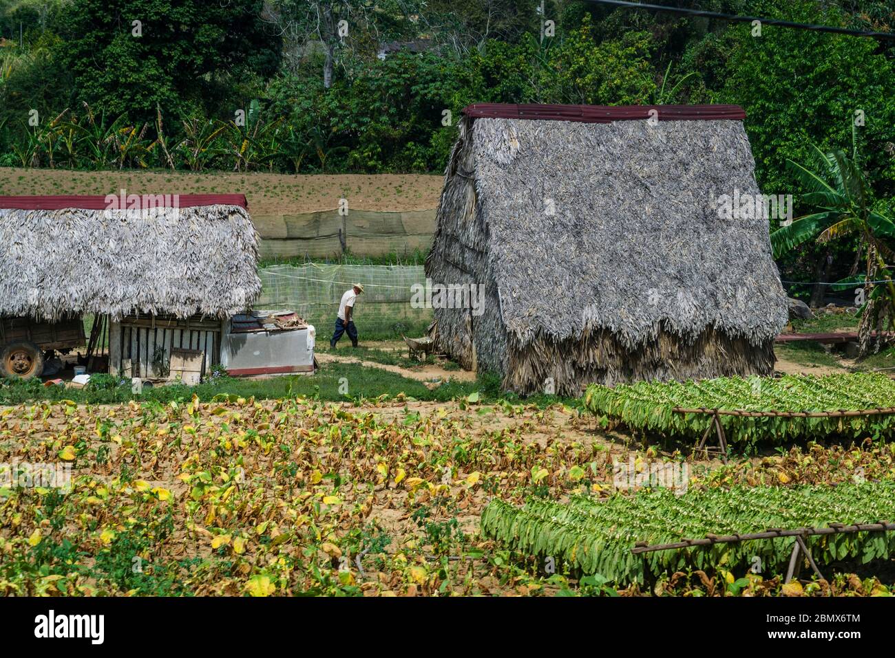 Farm houses and tobacco leaves drying, Vinales, Cuba Stock Photo