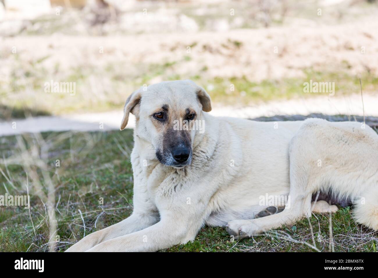 The Kangal Shepherd Dog sitting on grassland in Goreme town, Cappadocia,  a breed of large livestock guardian dog in Sivas, Turkey Stock Photo
