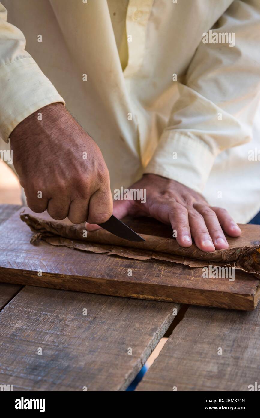 Man making a cigar, Vinales, Cuba Stock Photo