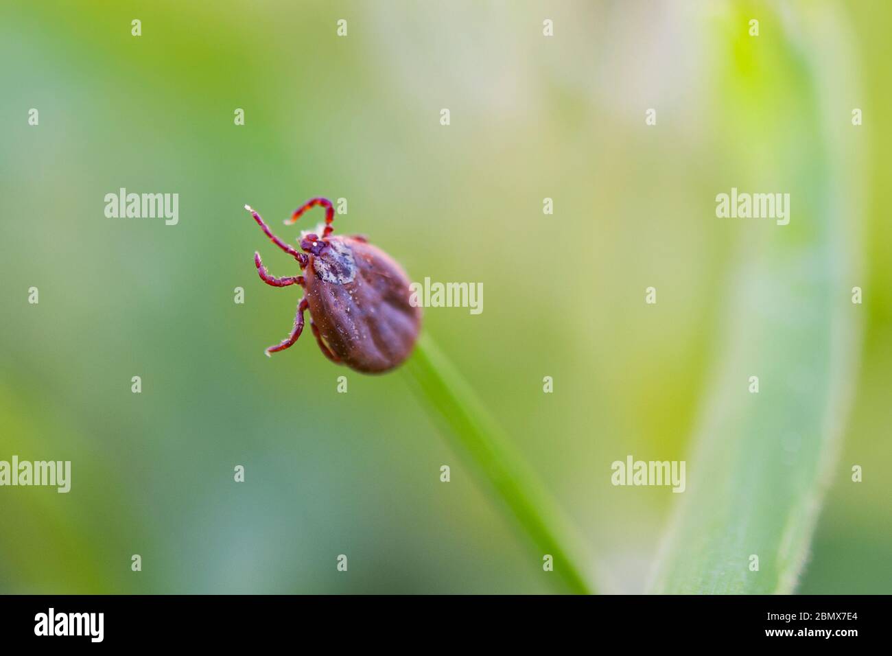 Deer tick sleeping on grass stalk. Ixodes ricinus. The dangerous parasite transmitted infections such as encephalitis and Lyme disease. Stock Photo