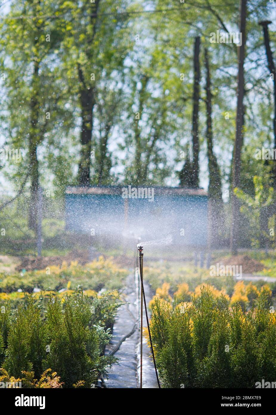 Water sprinkler system working on a garden nursery plantation. Water irrigation system Stock Photo