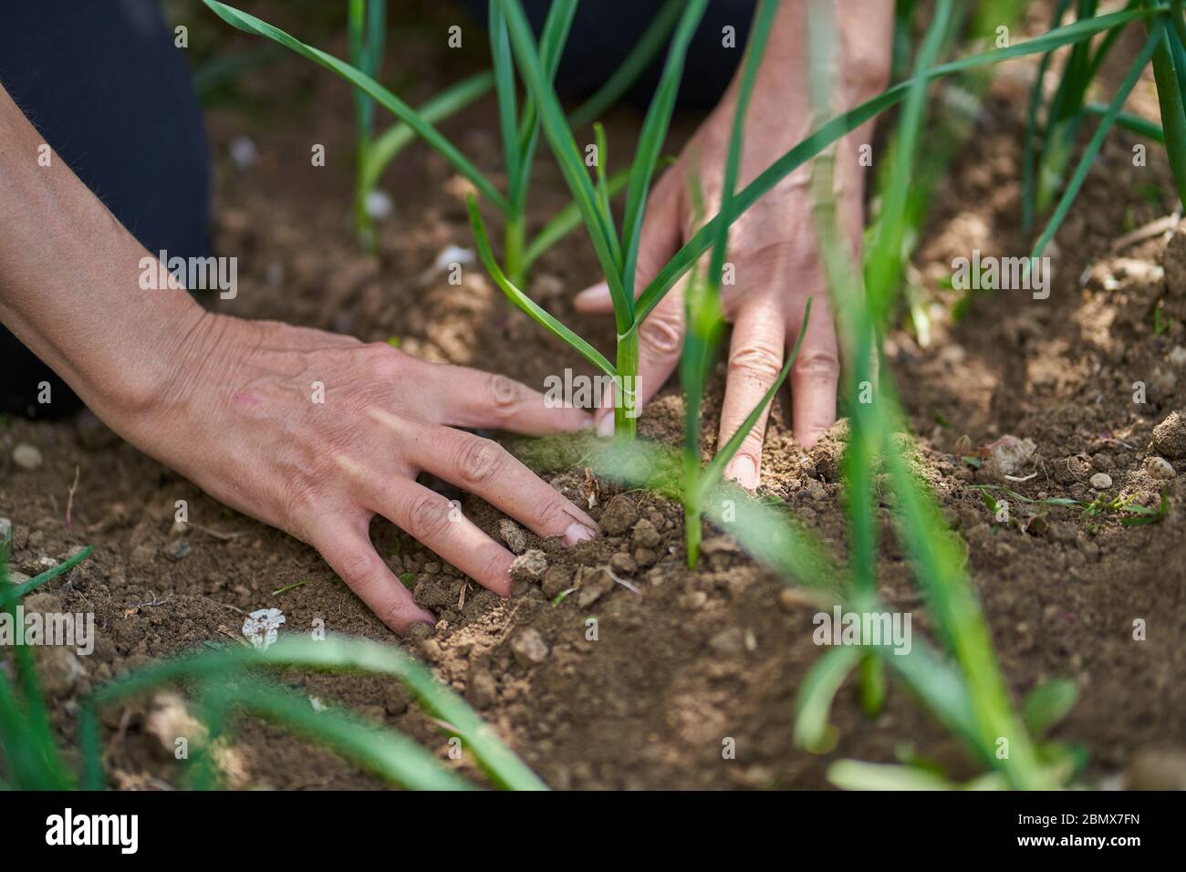 Woman farmer planting onions in hi-res stock photography and images - Alamy