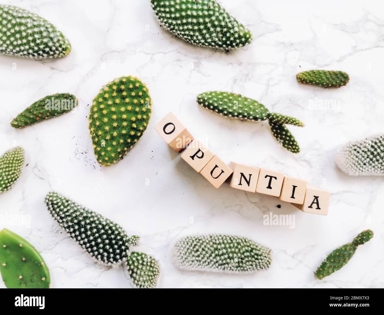 Small pads of the opuntia microdasys cactus, commonly known as bunny