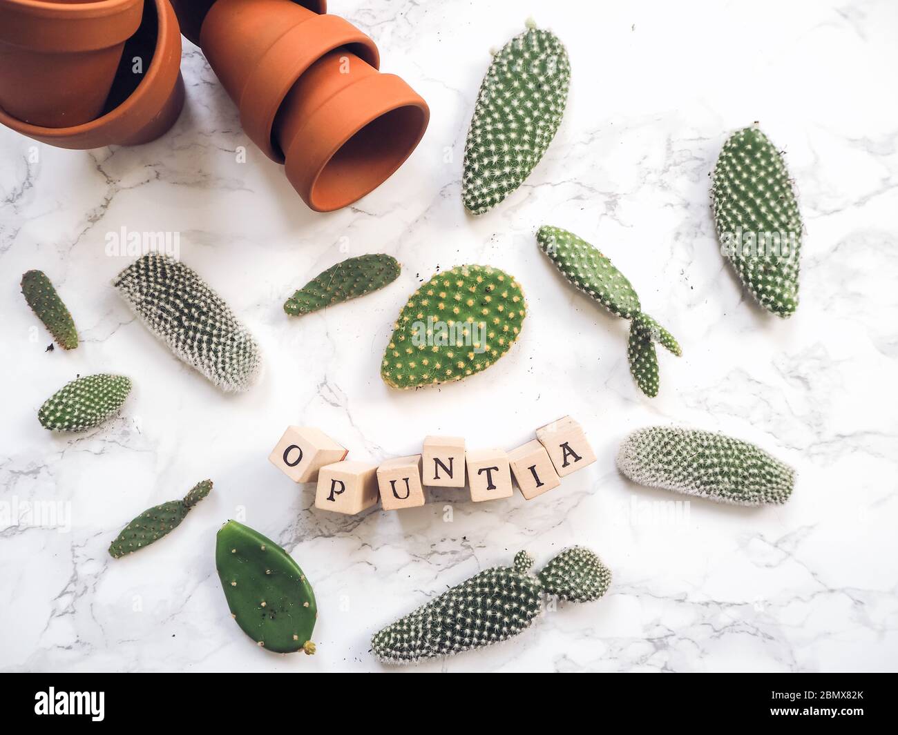 Small pads of a opuntia microdasys cactus, commonly known as prickly