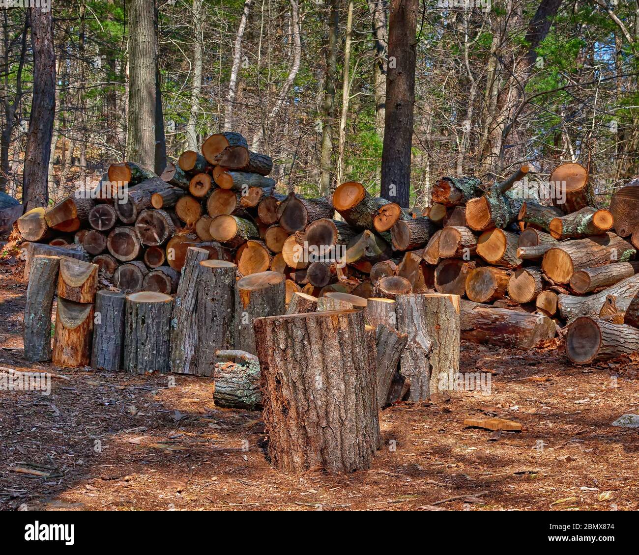 Freshly cut and stacked hardwood lay on a carpet of pine needles and sawdust in warm afternoon sunlight. The firewood has been prepared by the Breakhe Stock Photo