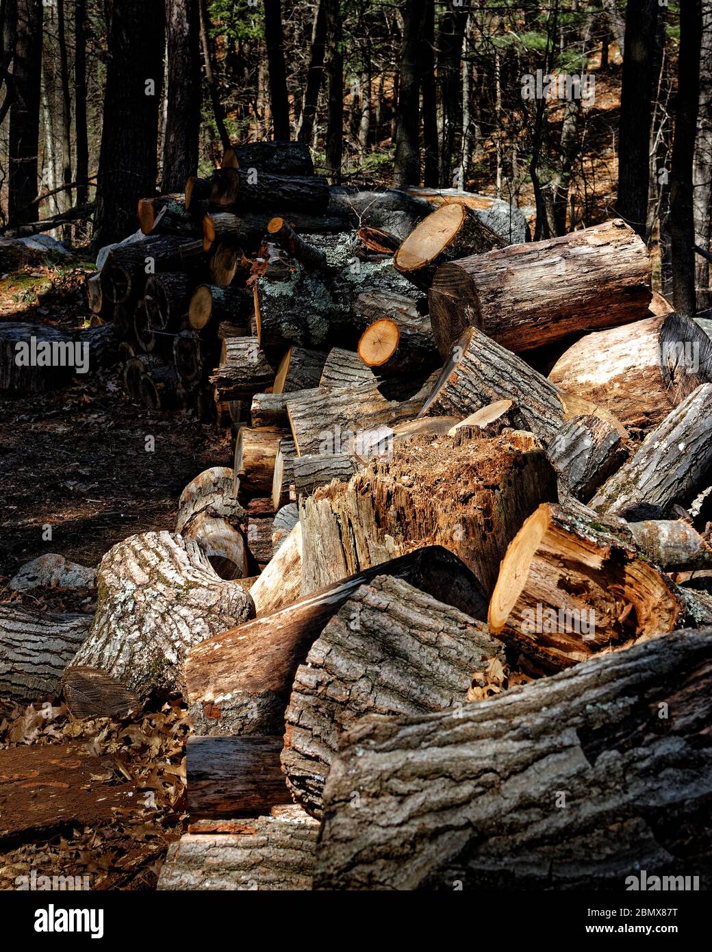 A freshly cut and stacked row of hardwood logs lay on a carpet of pine needles and sawdust. Dramatic afternoon sun highlights the front of the row lea Stock Photo