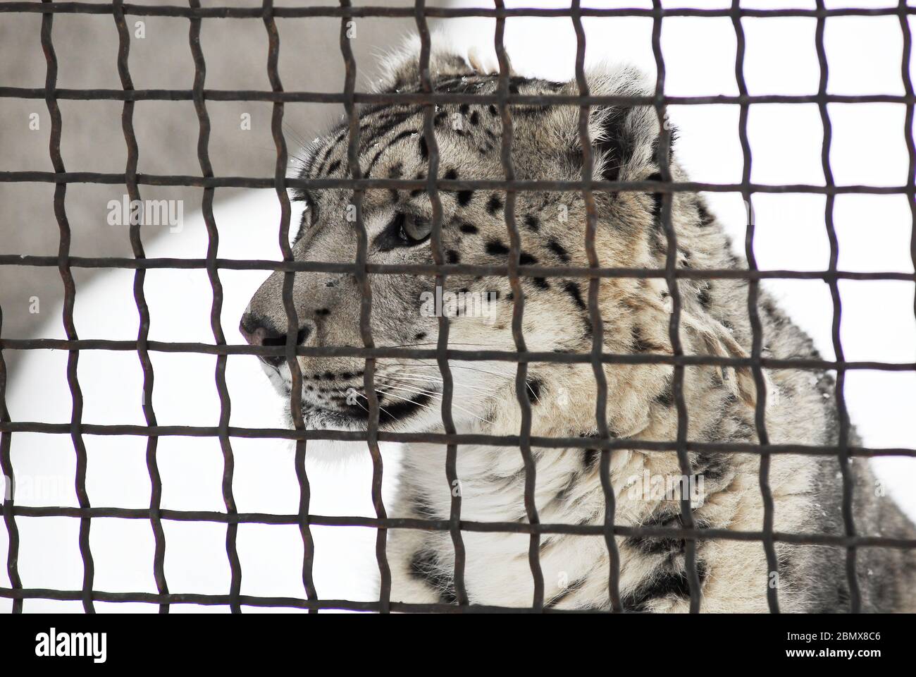 Snow leopard looking bored in the zoo grid Stock Photo