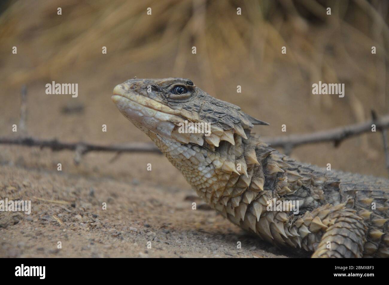 Sungazer, giant girdled lizard or giant dragon lizard or giant zonure (Smaug giganteus, syn. Cordylus giganteus) Stock Photo