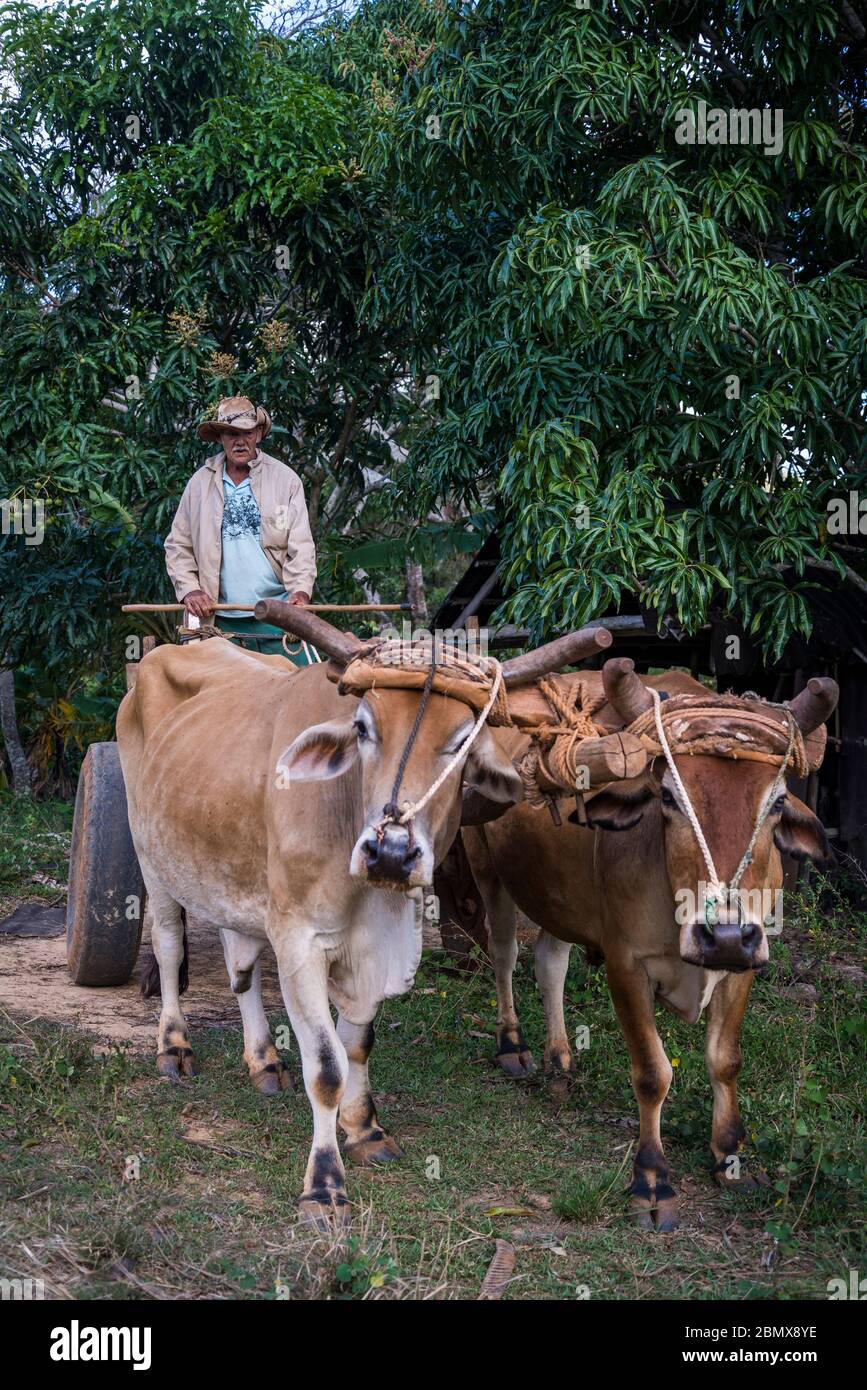 Man driving oxen cart, Vinales Valley, Cuba Stock Photo