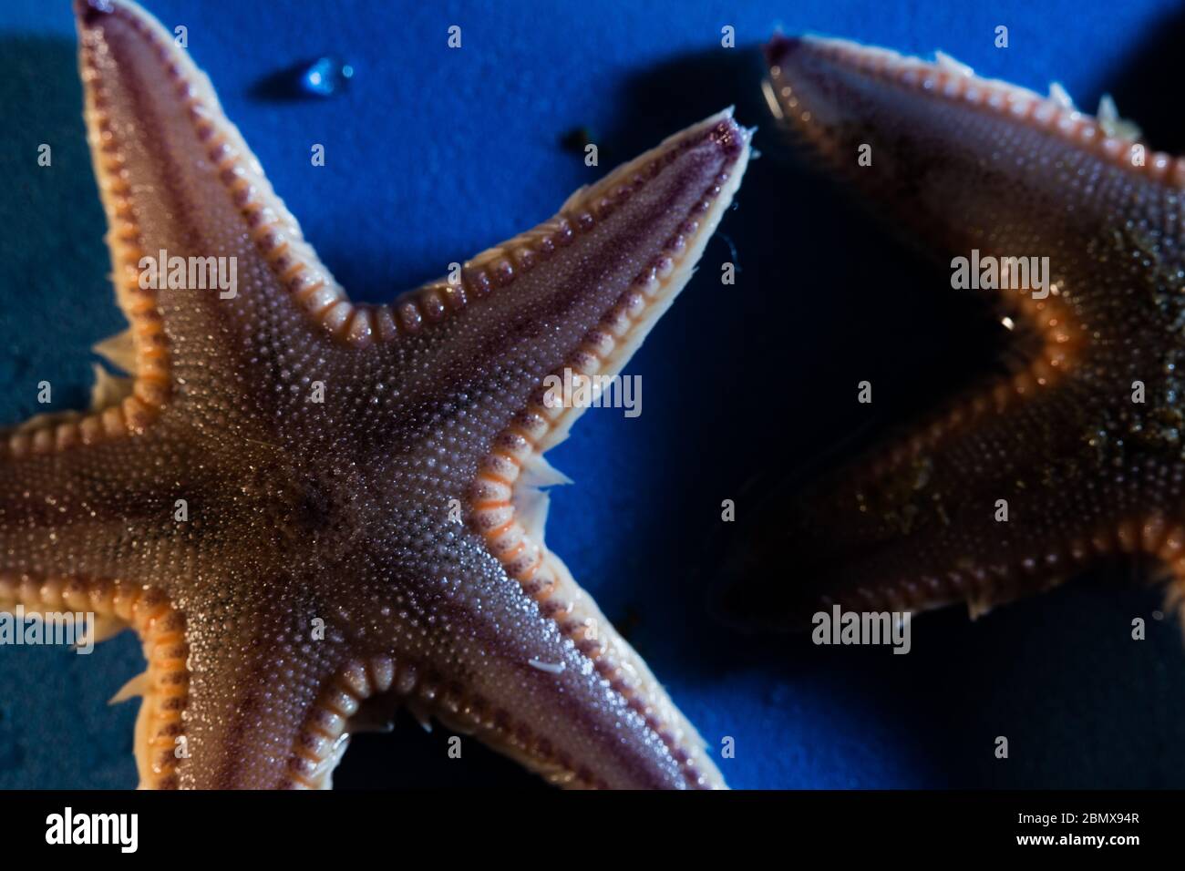 Astropecten orange trim sea star, Astropecten irregularis, is one of many species found on the seafloor off the coast of South Africa, Indian Ocean. Stock Photo