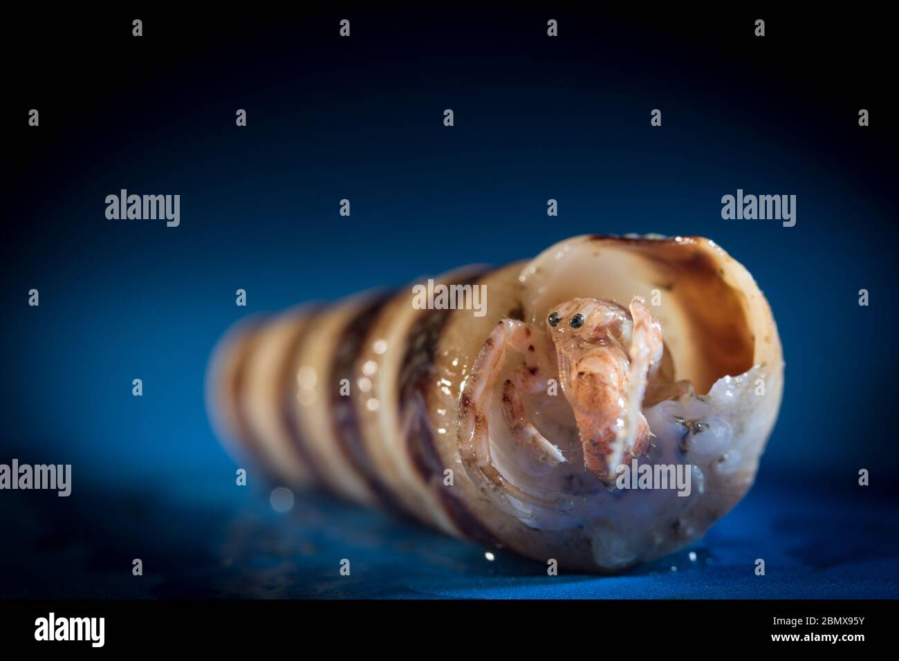 Hermit crabs inhabit a scavenged mollusc shell, like these specimens collected by scientists doing benthic sampling of the Indian Ocean seafloor. Stock Photo
