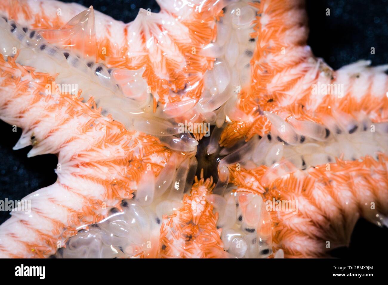 Astropecten orange trim sea star, Astropecten irregularis, is one of many species found on the seafloor off the coast of South Africa, Indian Ocean Stock Photo