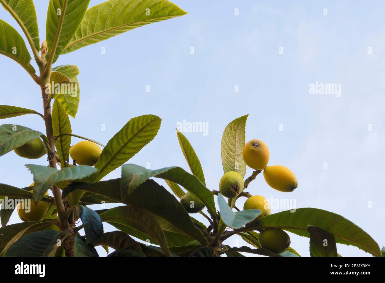 Loquats or japanese medlars are growing on tree with blue clear sky Stock Photo