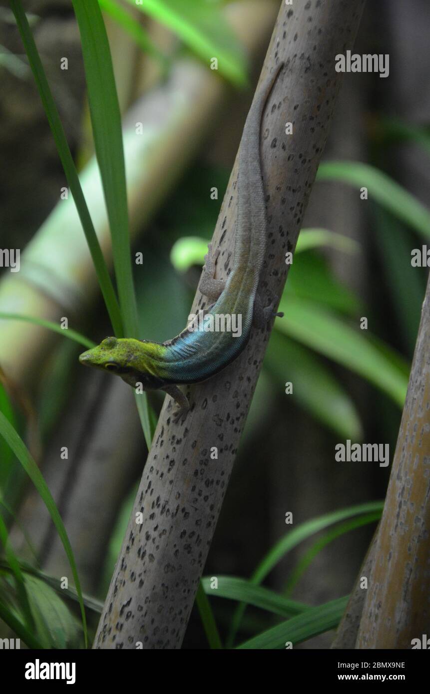 Yellow headed day gecko (Phelsuma klemmeri) Stock Photo