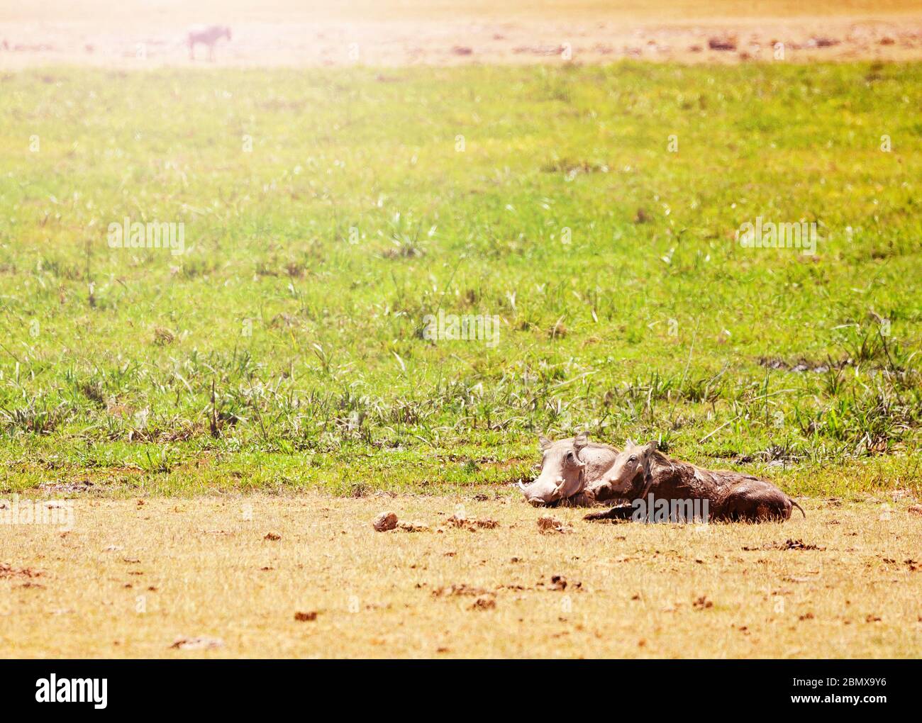 Two warthogs pigs or Phacochoerus lay in the mud puddle Kenya savanna, Africa Stock Photo