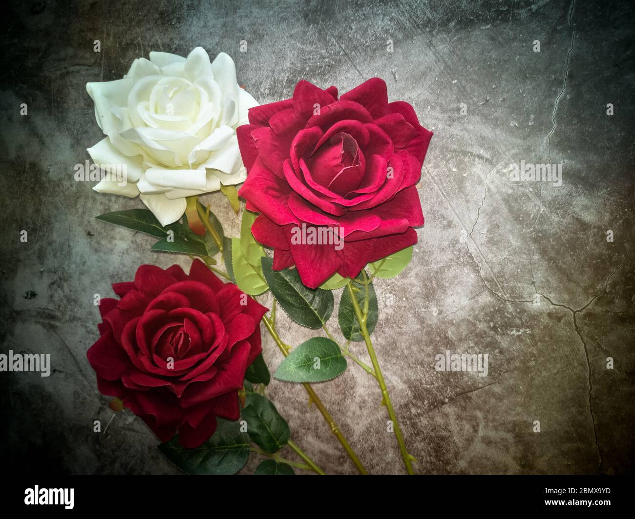 Three white roses dark hi-res stock photography and images - Alamy