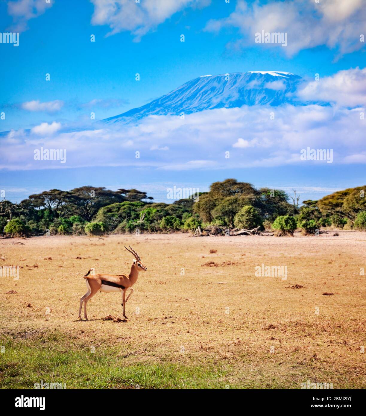 Thomson's gazelle or tommie stand on the pasture in Kenya over Kilimanjaro mountain Stock Photo