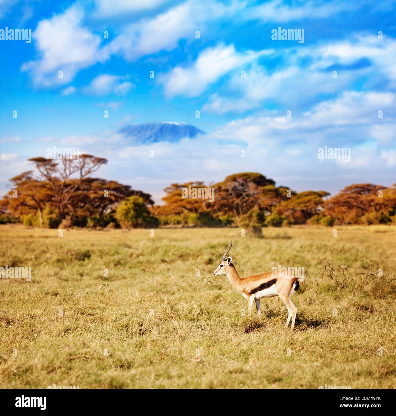 Kilimanjaro and thomson's gazelle or tommie stand on the pasture in Kenya over Stock Photo