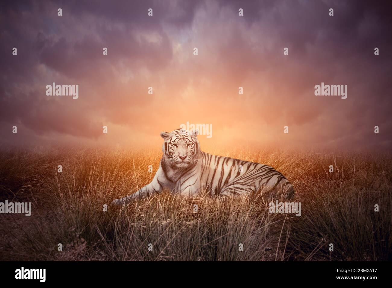 Tiger in grass during sunset. White bengal tiger or Panthera tigris in natural habitat. Stock Photo