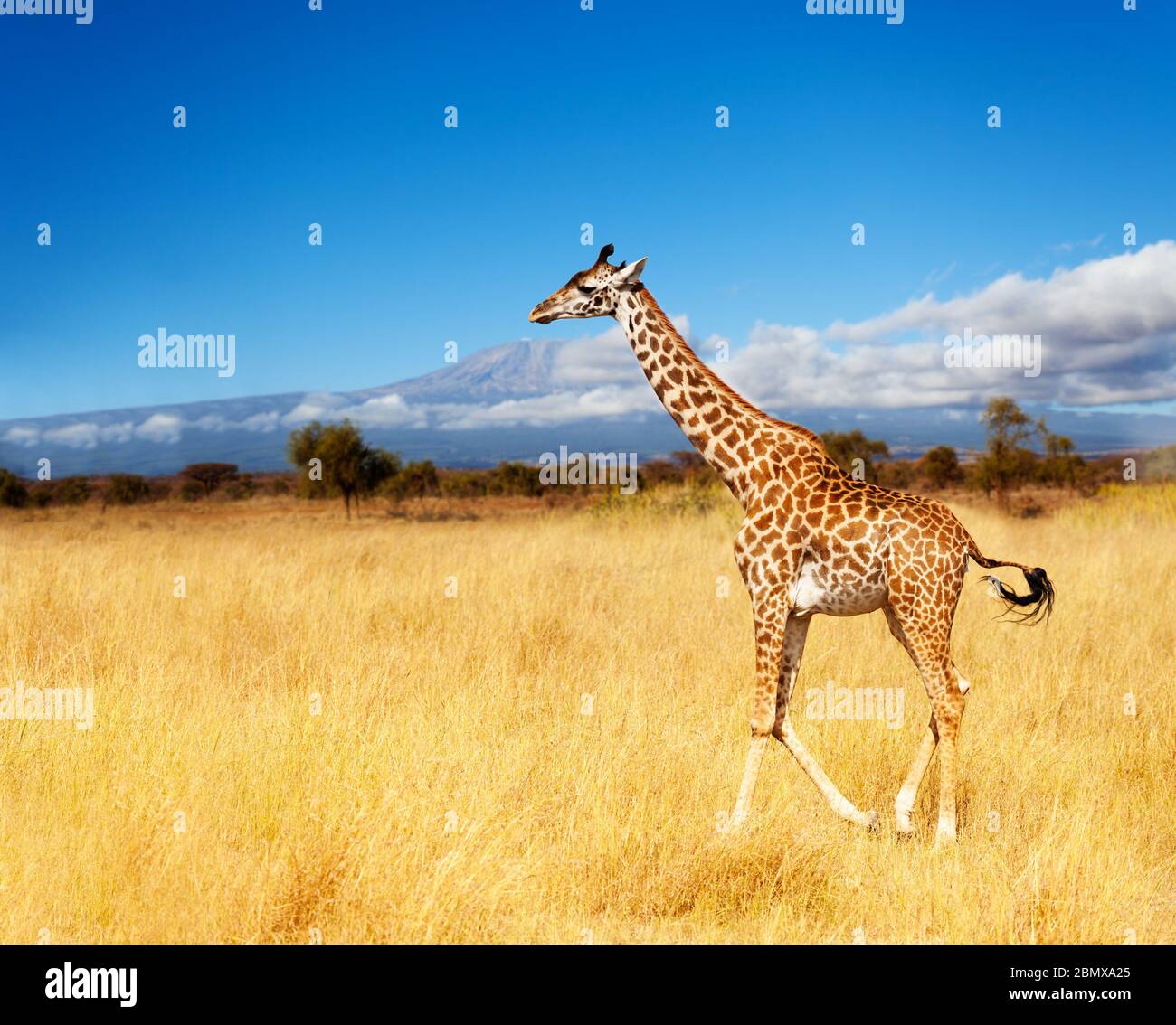 Adult giraffe Kilimanjaro mountain in Kenya Amboseli park Stock Photo