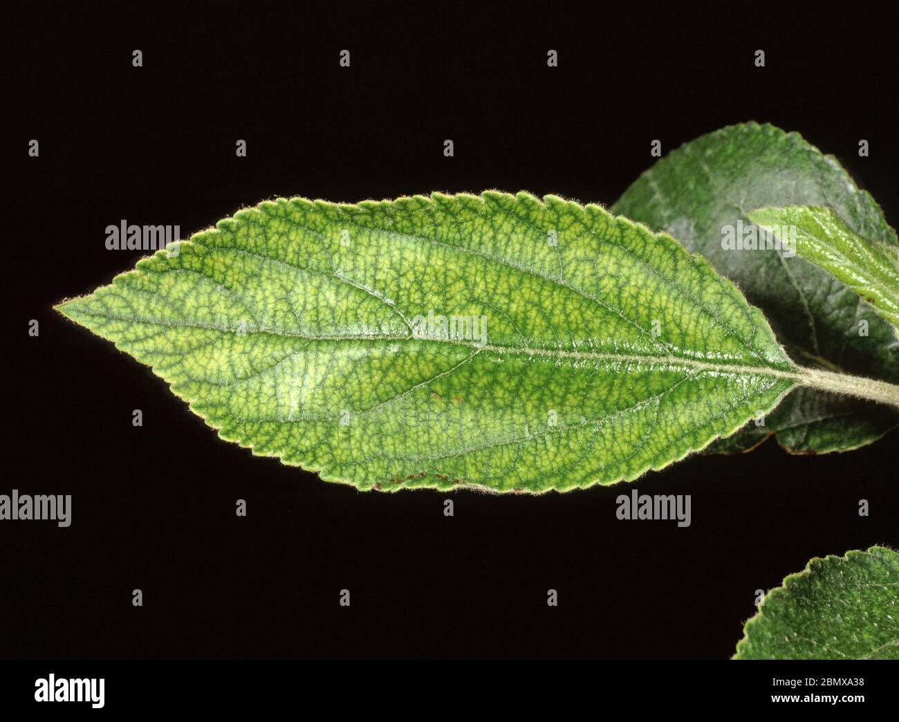 Interveinal chlorosis a symptom of manganese deficiency on an apple leaf Stock Photo