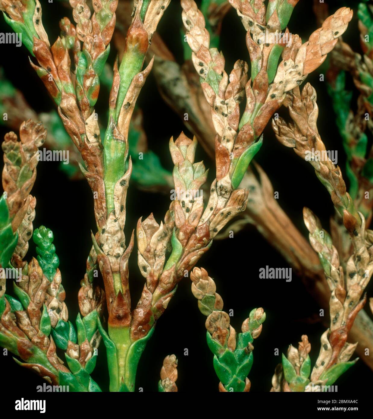 Thuja needle scorch, cedar or Keithia leaf blight (Didymascella thujina) fruiting bodies on western red cedar (Thuja plicata) leaflets Stock Photo