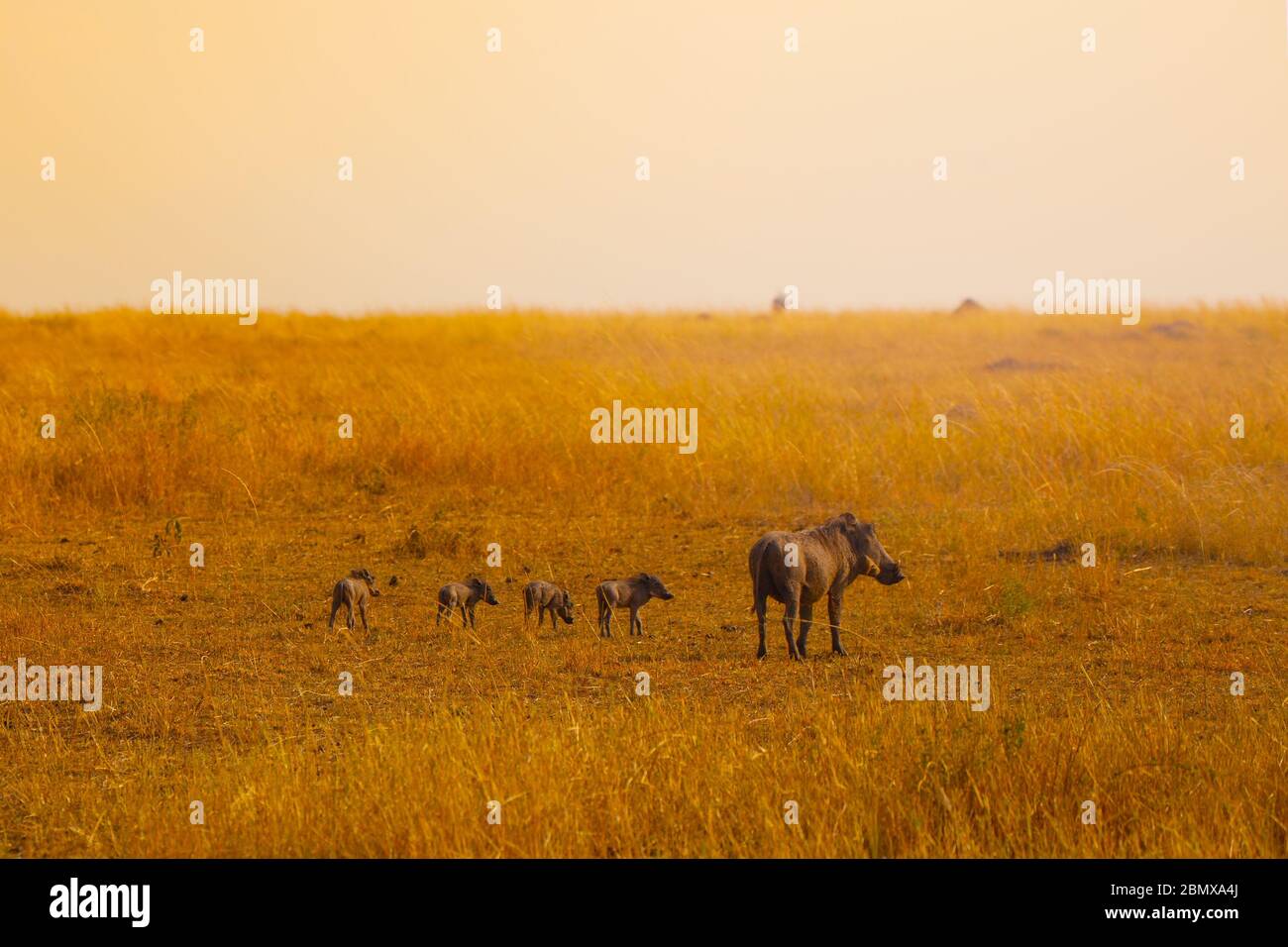 Family group of warthogs pigs standing together in Kenya savanna, Africa Stock Photo