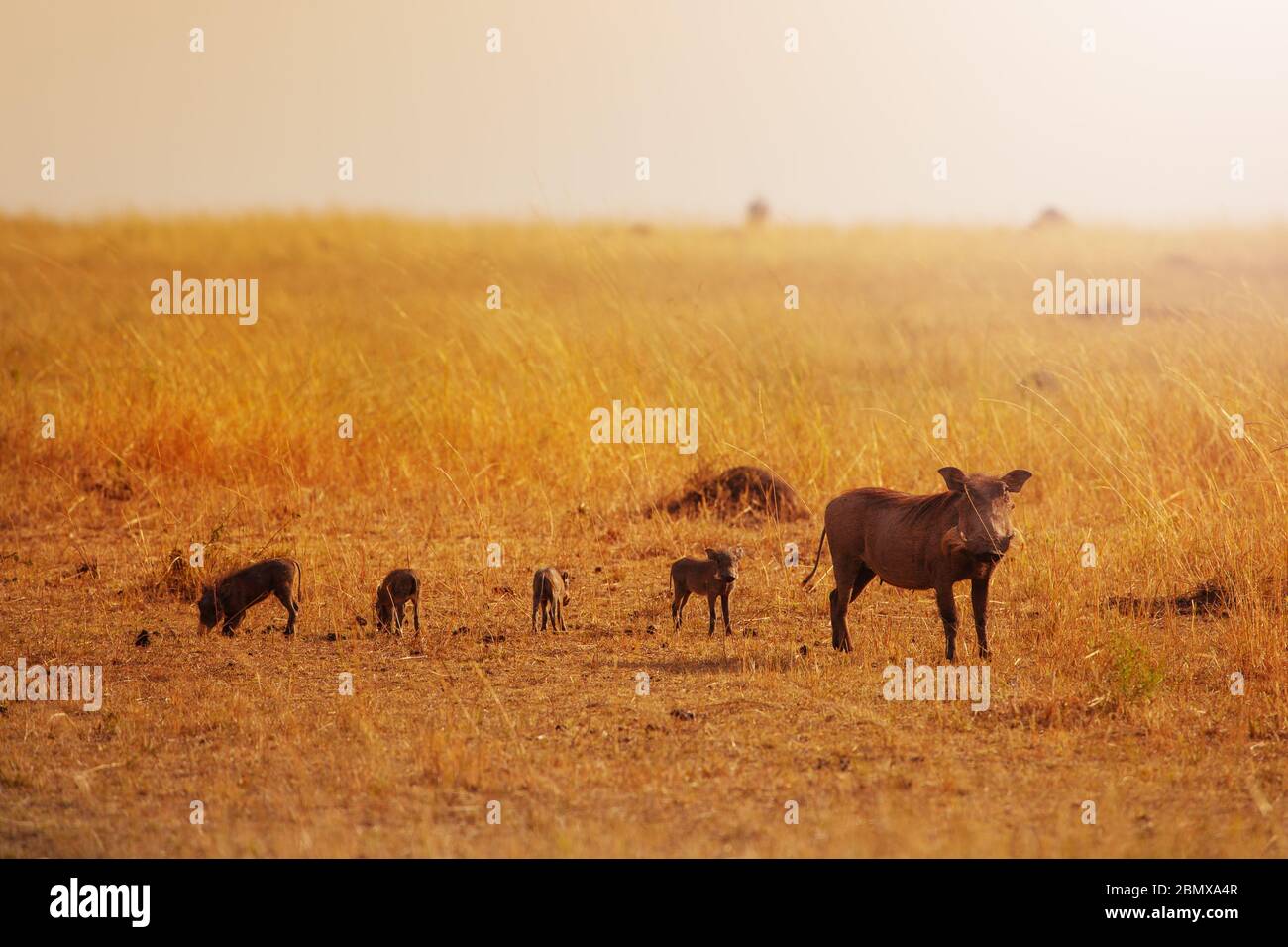 Family group of Phacochoerus known as warthogs pig animals in Kenya savanna, Africa Stock Photo