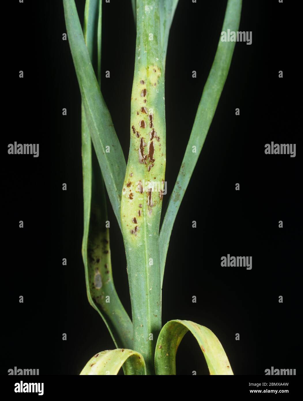 Carnation rust (Uromyces dianthi) pustles erupting on Dianthus spp. leaf base and stem, Italy Stock Photo