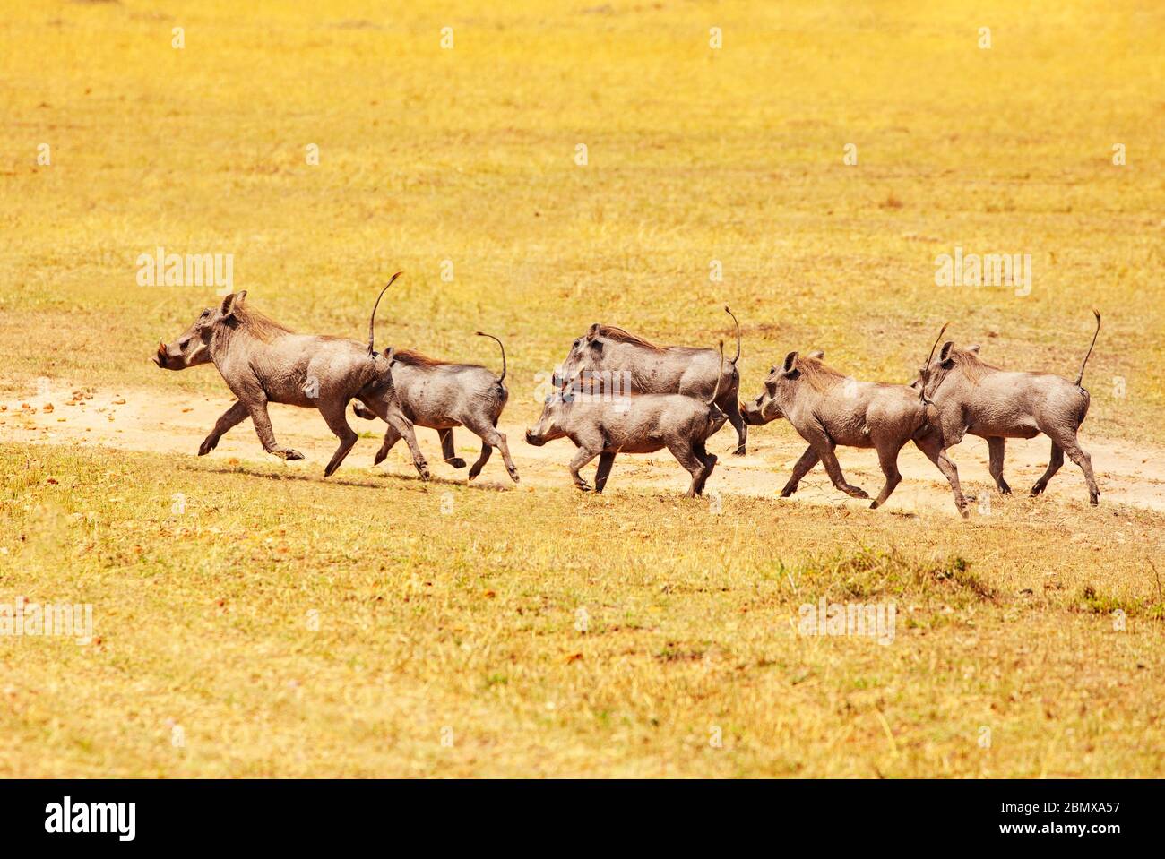 School of Phacochoerus known as warthogs pig family animal running in Kenya savanna, Africa Stock Photo
