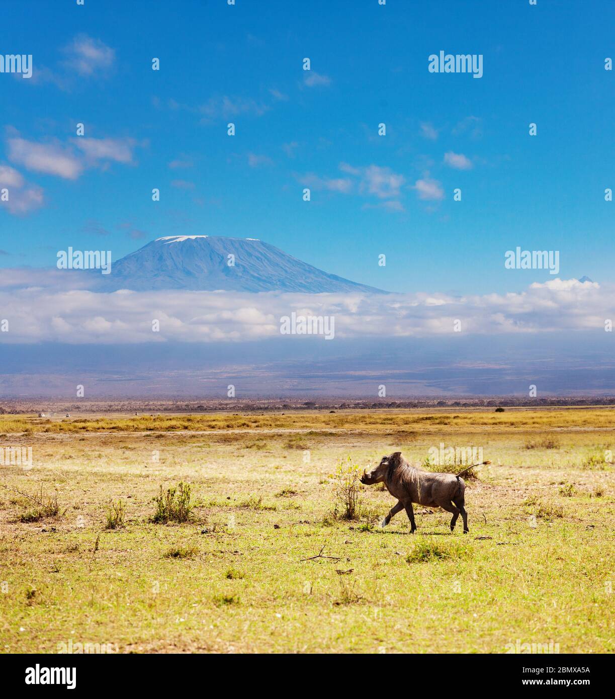 Happy Phacochoerus known as warthogs pig running over Kilimanjaro mountain in Kenya savanna, Africa Stock Photo