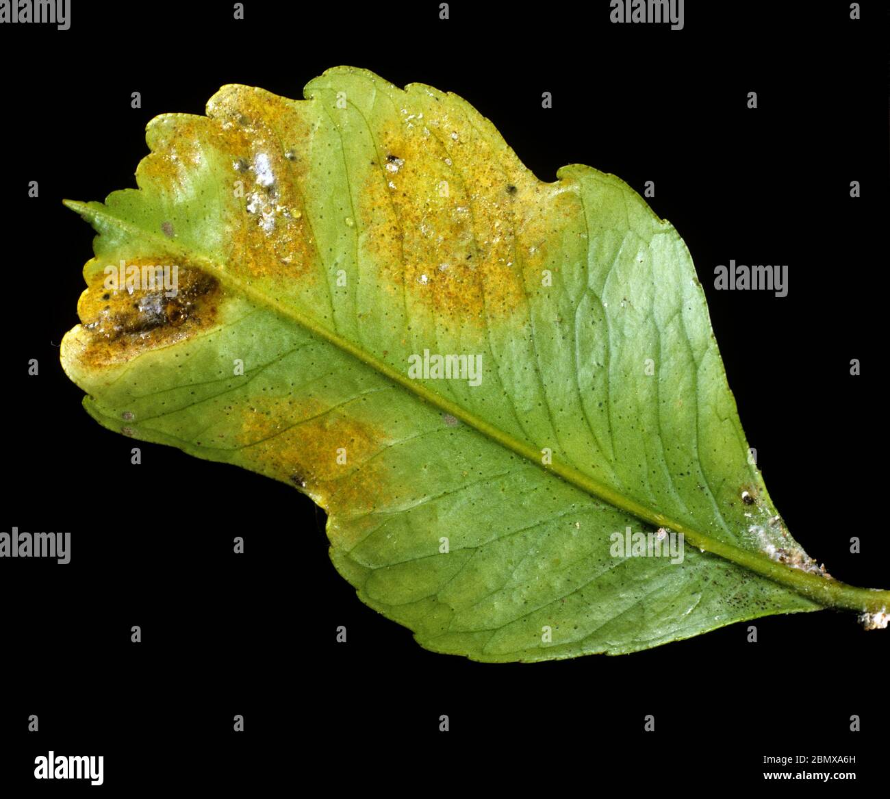 Citrus rust mite (Phyllocoptruta oleivora) rust like patches of damage on a lemon leaf, Sicily, Italy Stock Photo