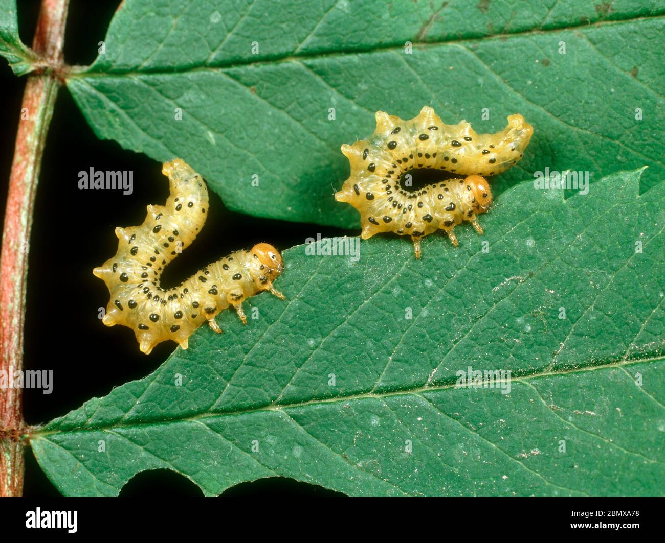 Mountain ash sawfly larva (Pristiphora geniculata) larvae alarmed on adamaged rowan (Sorbus aucuparia ) leaf Stock Photo