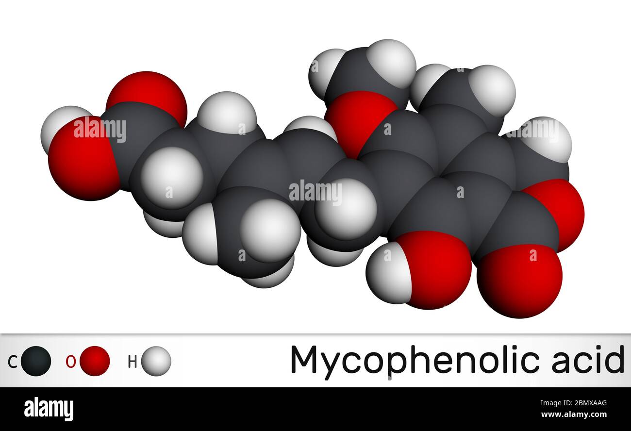 Mycophenolic acid, MPA, mycophenolate, C17H20O6 molecule. It is an immunosuppresant drug and potent anti-proliferative. Molecular model. 3D rendering Stock Photo