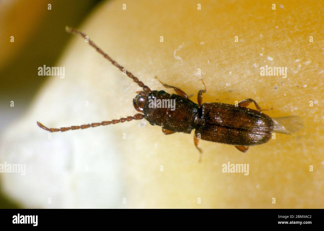 Grain beetle store hi-res stock photography and images - Alamy