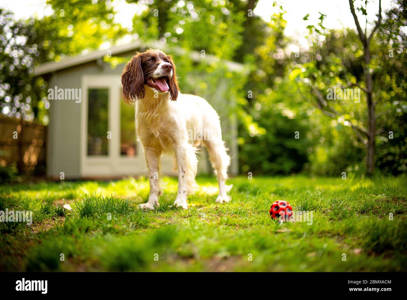 An English Springer Spaniel dog happy in a leafy garden on a summers day with a summer house in the background and a red ball in the foreground. Stock Photo