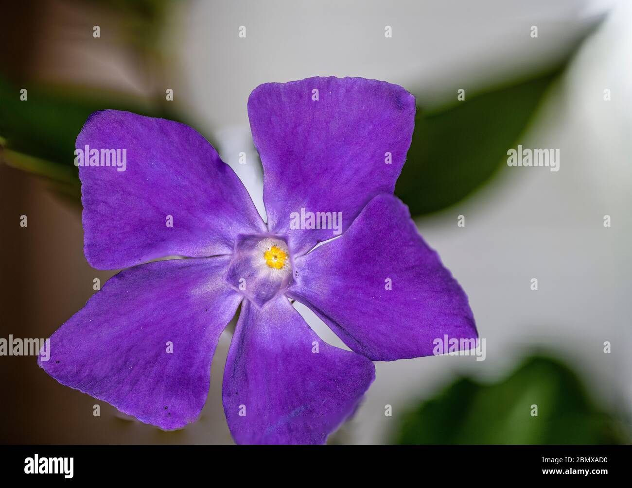 Periwinkle in bloom Stock Photo Alamy