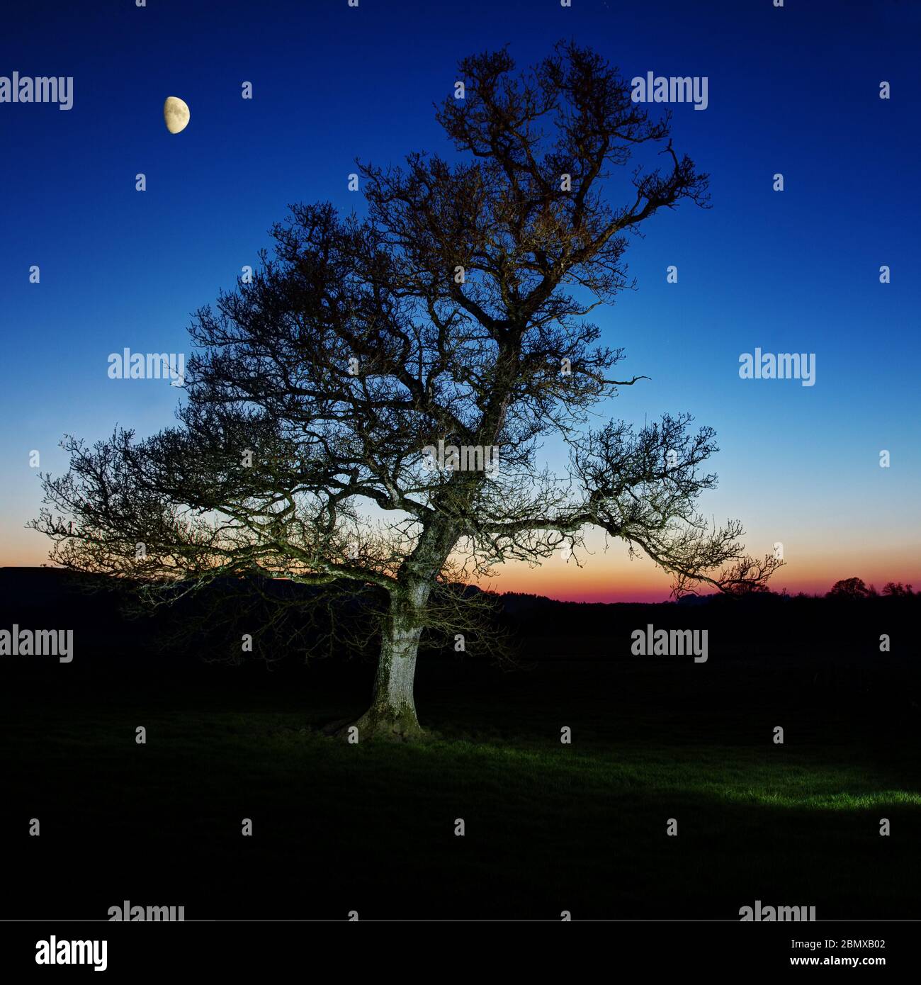 oak tree at night Stock Photo Alamy