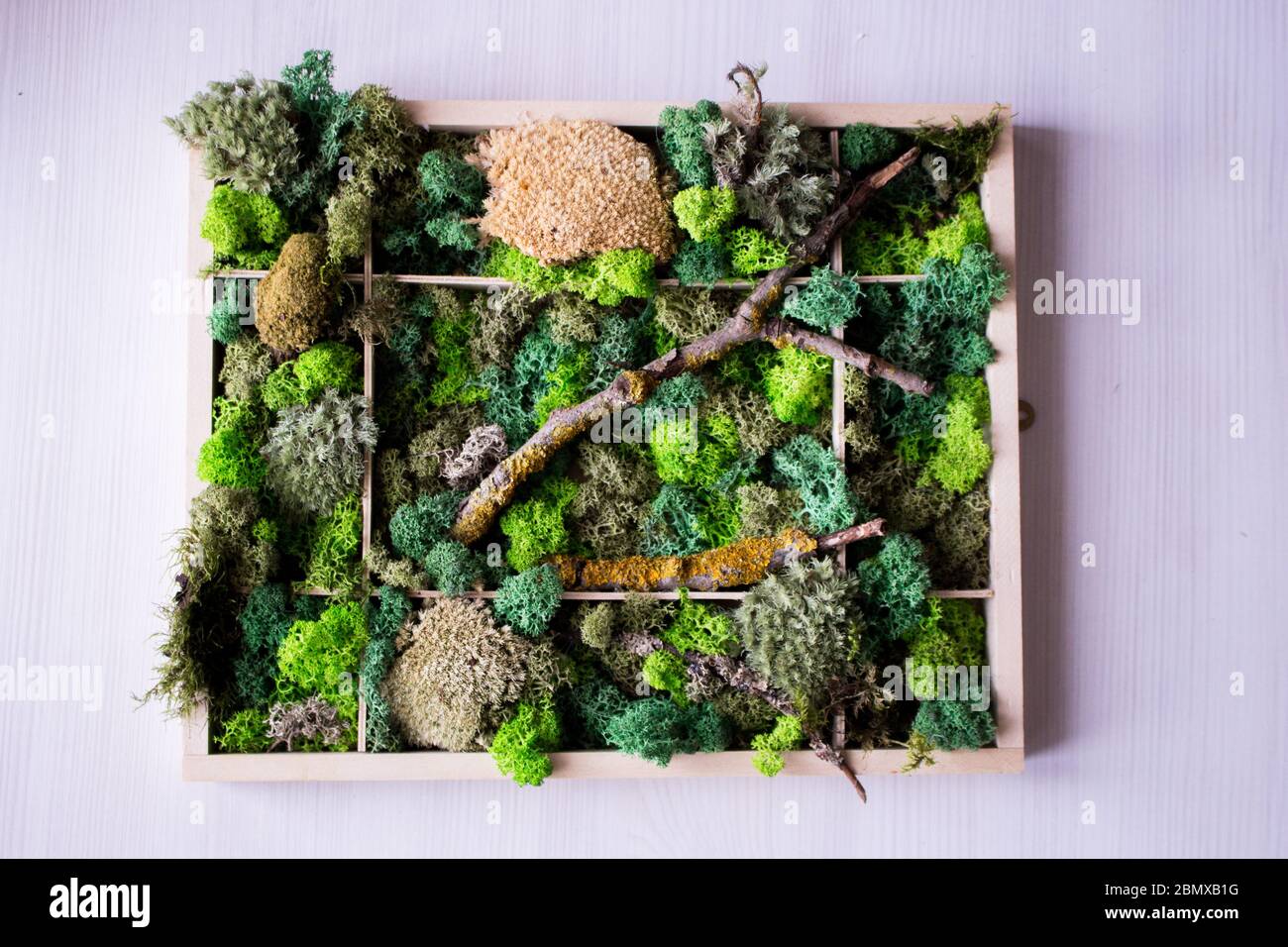 Cladonia Rangiferina moss background. Green stabilized moss,lichen.  Reindeer moss wall, a green wall decoration made of reindeer lichen Stock  Photo - Alamy
