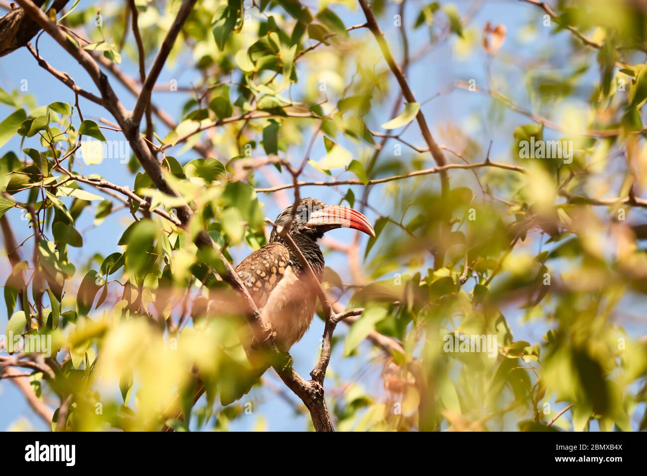 A red-billed hornbill in a tree in Damaraland in Namibia Stock Photo
